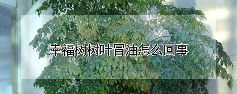 幸福树树叶冒油怎么回事（幸福树叶子冒油是怎么回事）