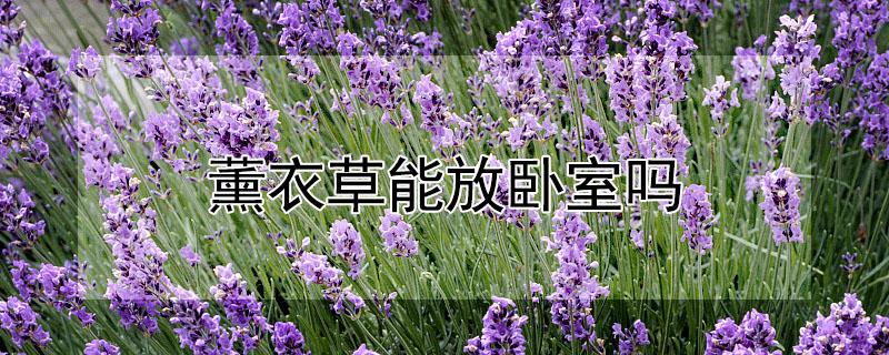 薰衣草能放卧室吗 薰衣草能放在室内吗