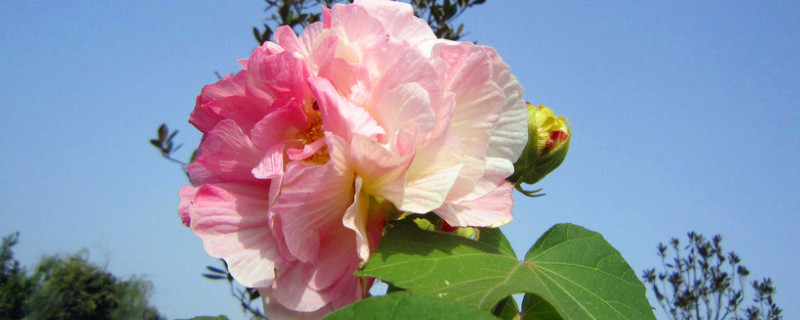 芙蓉花怎样过冬（芙蓉花怕冷吗）
