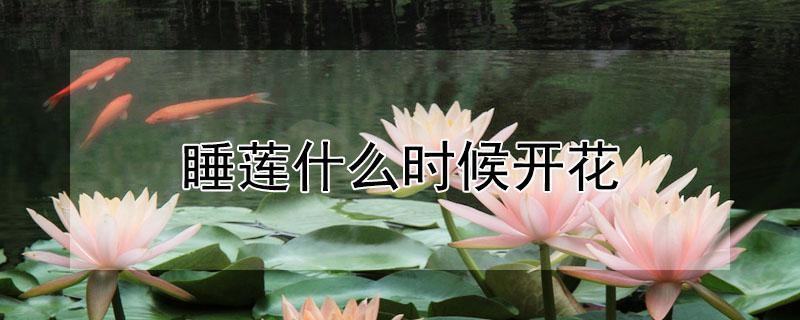 睡莲什么时候开花（睡莲什么时候开花(一天的时间内）
