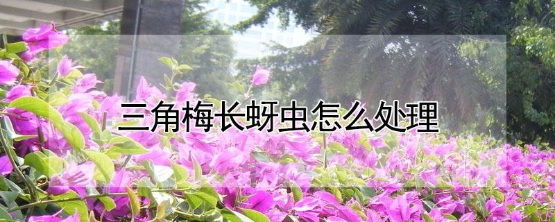 三角梅长蚜虫怎么处理（三角梅长蚜虫怎么处理干净）