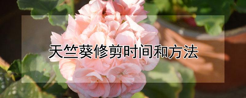天竺葵修剪时间和方法（天竺葵修剪整枝图解）