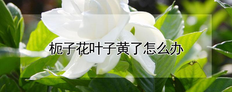 枙子花叶子黄了怎么办 枙子花叶子黄了怎么办?
