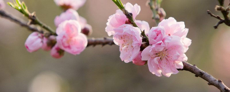 梅花和桃花的区别 梅花和桃花的区别图片欣赏