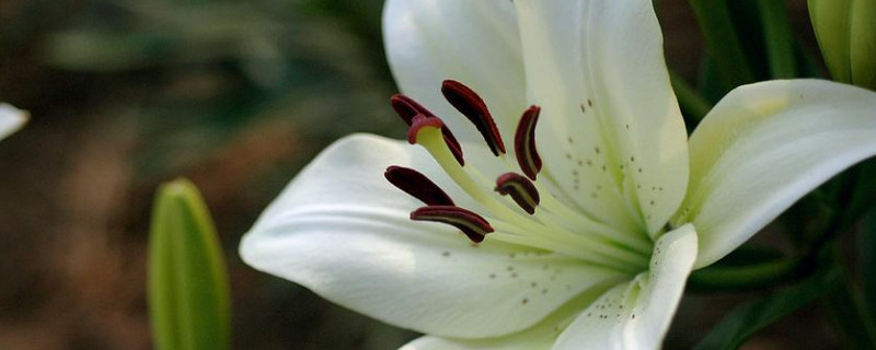 百合花怎么分盆 百合花怎么分盆视频教程