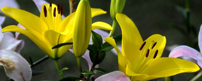 百合花苞掉了还会长吗 百合花花苞掉了是怎么回事