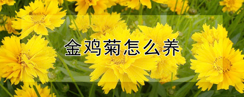 金鸡菊怎么养 金鸡菊怎么养才会开花