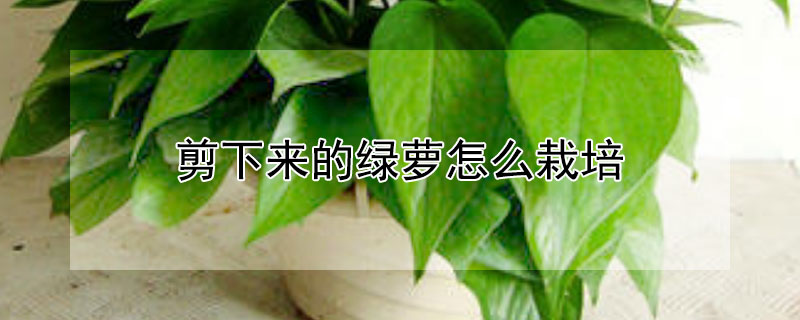 剪下来的绿萝怎么栽培 剪下来的绿萝怎么栽培视频