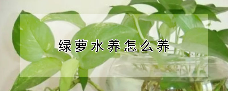 绿萝水养怎么养 绿萝水养怎么养才能更旺盛叶子更绿油亮