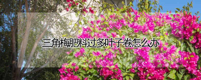 三角梅肥料过多叶子卷怎么办 三角梅用肥过多把叶子烧坏怎么办