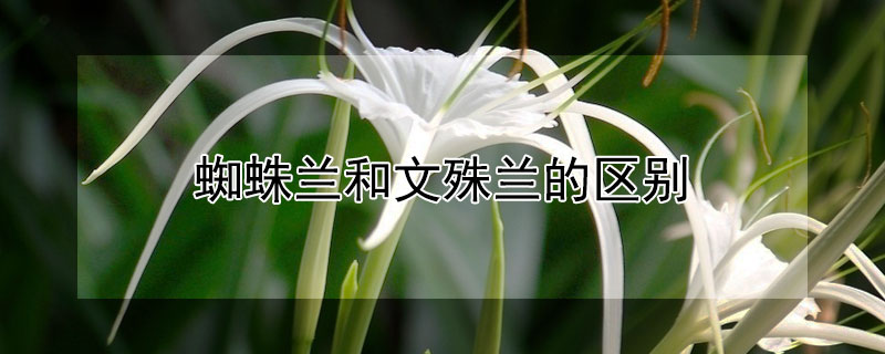 蜘蛛兰和文殊兰的区别（蜘蛛兰和文殊兰的区别）