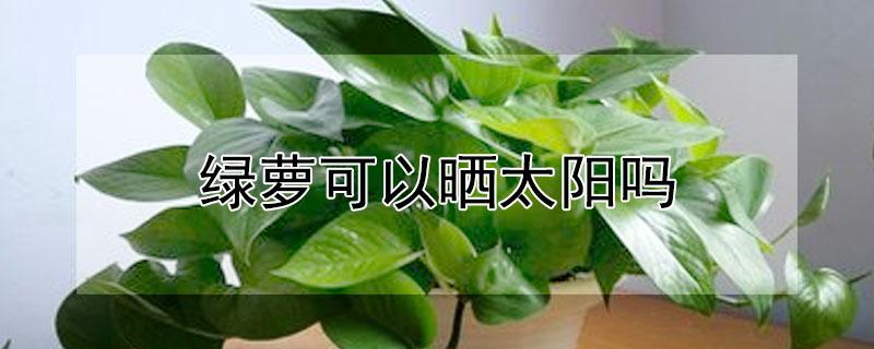 绿萝可以晒太阳吗（绿萝可以晒太阳吗绿萝好养吗）