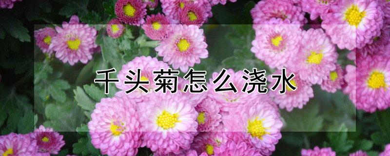 千头菊怎么浇水（千头菊怎么浇水最好）