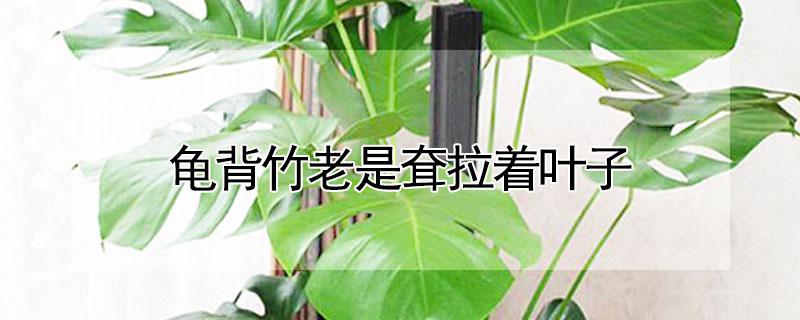 龟背竹老是耷拉着叶子（龟背竹老是耷拉着叶子什么原因）
