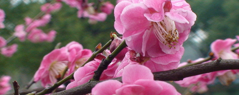 梅花有几种颜色（梅花有几种颜色有图片吗）