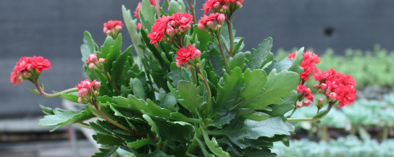 长寿花不长花苞怎么回事（长寿花12月份不长花苞怎么办）