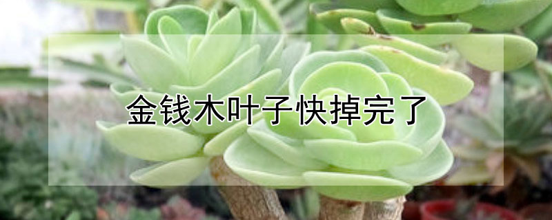 金钱木叶子快掉完了 金钱木叶子快掉完了怎么办