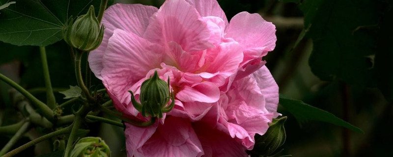 芙蓉花长斑是什么原因（胶原羹怎么吃）