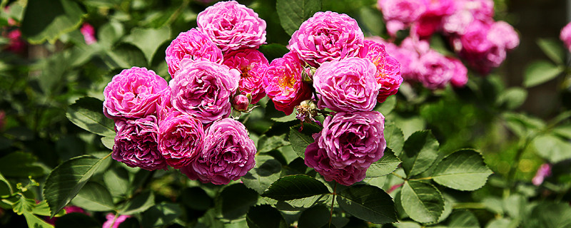 蔷薇花怎么水插（蔷薇花怎么水养）