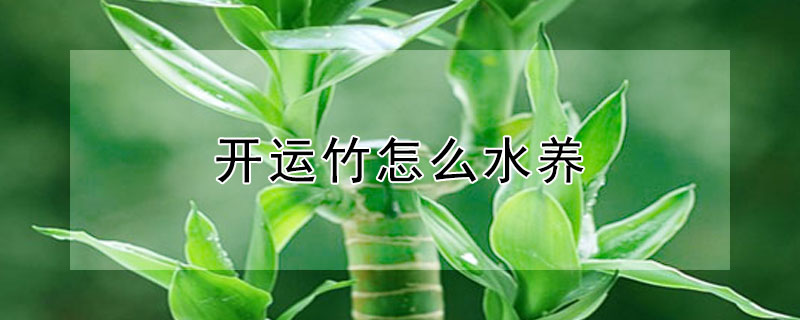 开运竹怎么水养（开运竹怎么水养最好）