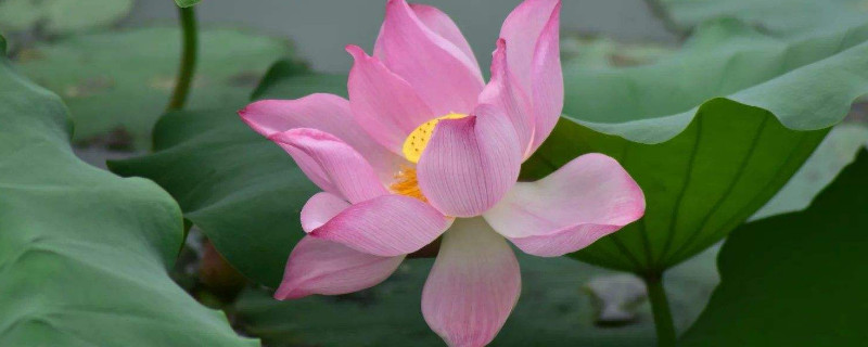 如何把荷花制作成干花 如何把荷花制作成干花图片
