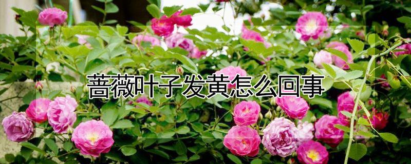 蔷薇叶子发黄怎么回事 蔷薇叶子发黄是什么原因