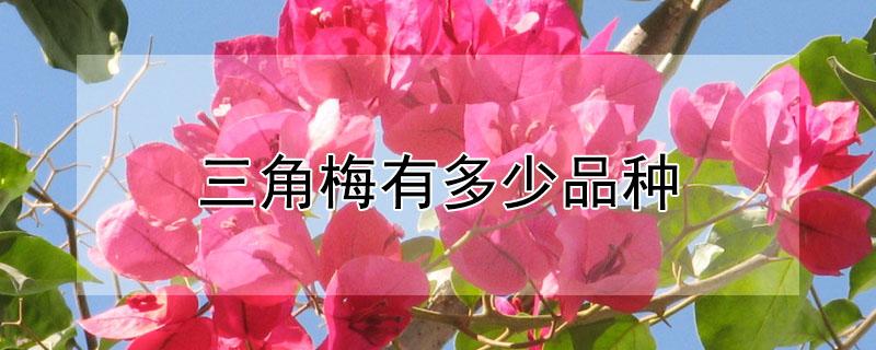 三角梅有多少品种 三角梅有多少品种?