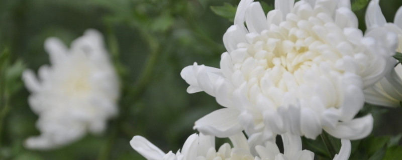 菊花秋天可以移栽吗 菊花秋天可以移植吗