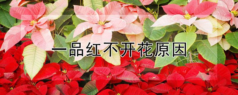 一品红不开花原因 一品红开花后要修剪吗