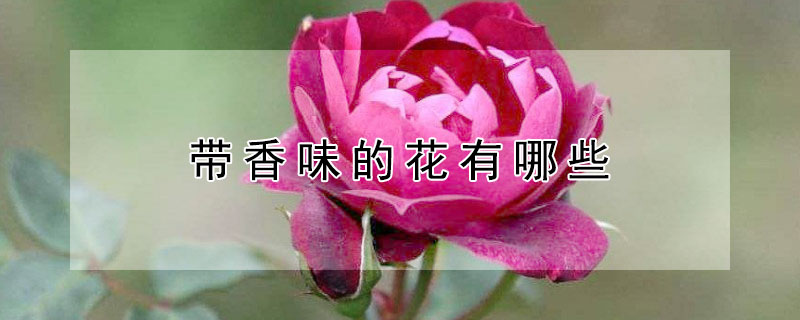 带香味的花有哪些 带香味的花有哪些图片和名字
