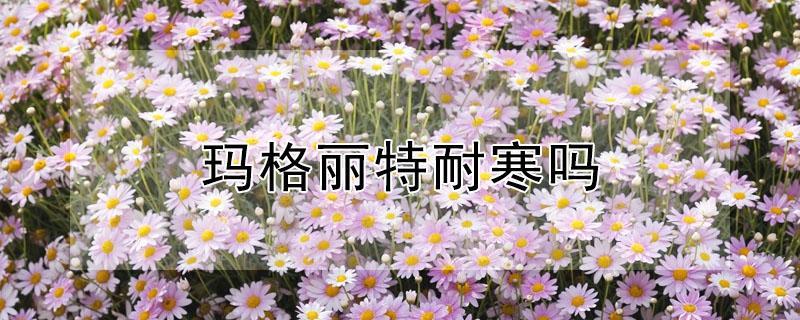 玛格丽特耐寒吗 玛格丽特耐寒耐热吗