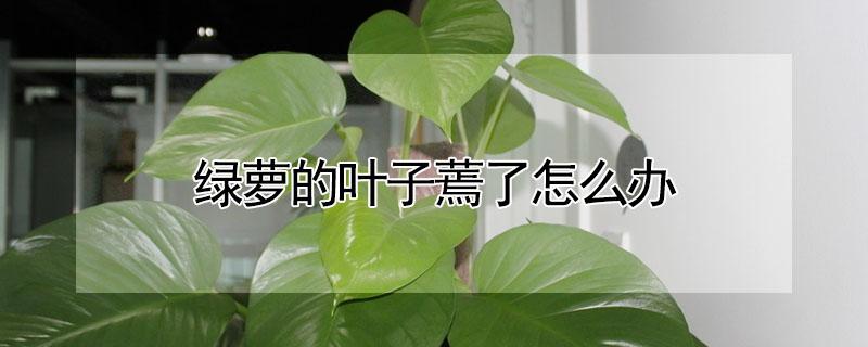 绿萝的叶子蔫了怎么办 绿萝叶子蔫蔫的怎么办