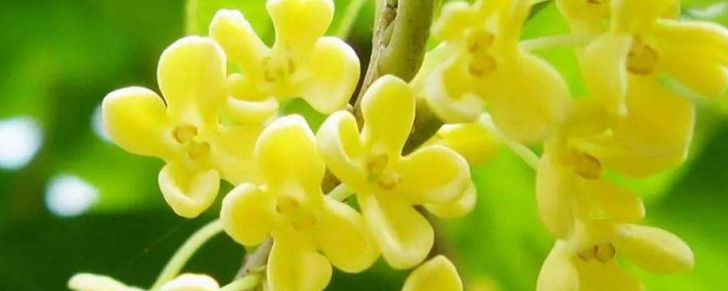 桂花树如何过冬天 桂花树如何过冬天养护