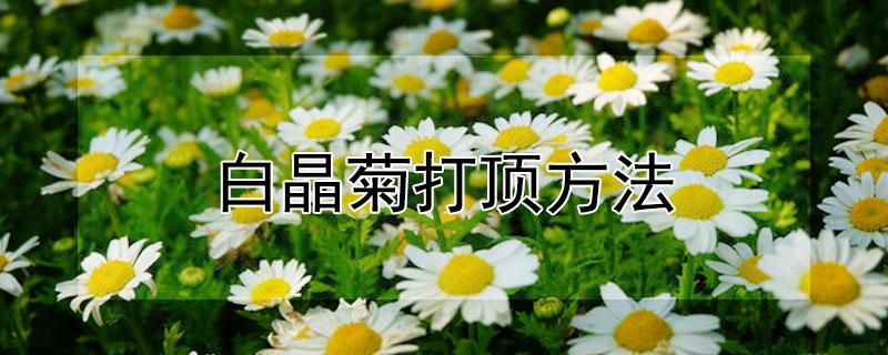 白晶菊打顶方法（白晶菊打顶方法和用量）