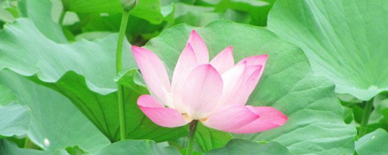 荷花叶黑边是怎么回事 荷花叶边发黑发焦