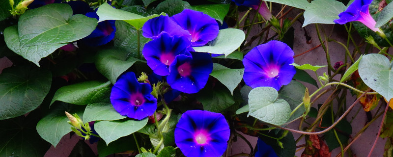 怎样让牵牛花爆盆 怎样让牵牛花开花