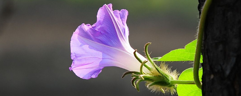 牵牛花为什么要爬藤才能开花 牵牛花为什么只爬藤不开花