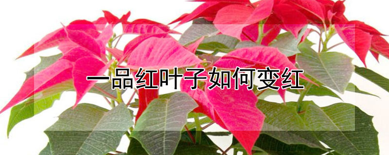 一品红叶子如何变红 一品红叶子发软的原因