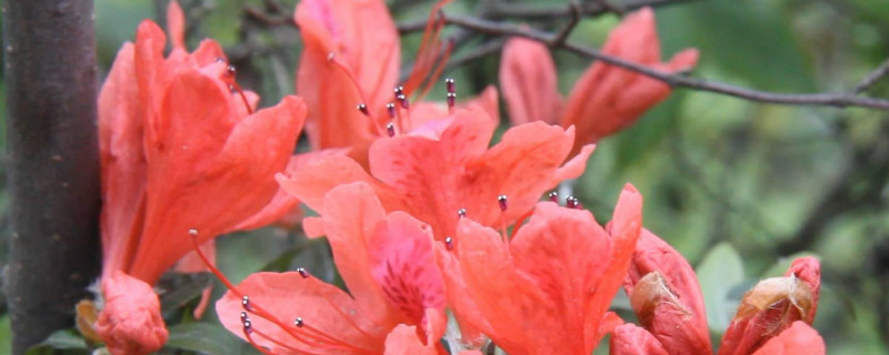 杜鹃花如何施肥 杜鹃花如何施肥