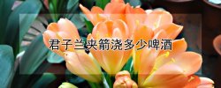 君子兰夹箭浇多少啤酒（君子兰夹箭浇啤酒可以吗）