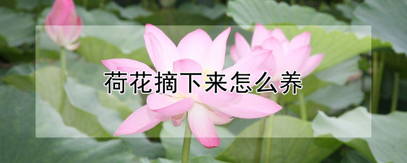荷花摘下来怎么养 荷花摘下后怎么养