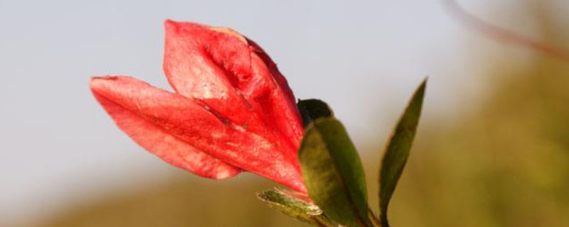 刚买的杜鹃花怎么换盆（刚买的杜鹃花怎么换盆呢）