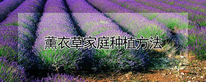 薰衣草家庭种植方法 薰衣草家庭种植方法图片