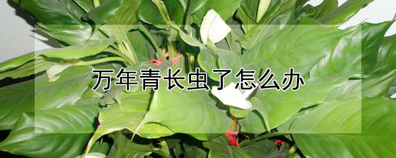 万年青长虫了怎么办（万年青长虫子怎么办）