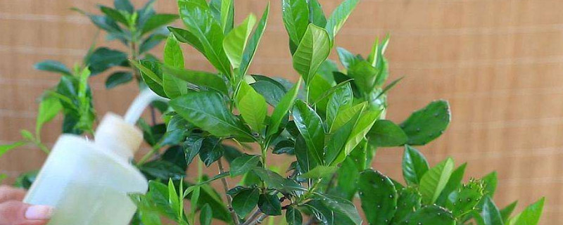 栀子花夏天需要每天浇水吗 栀子花夏天需要每天浇水吗为什么