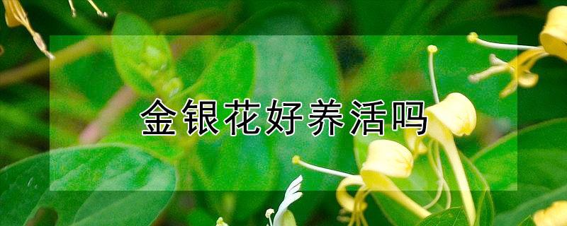 金银花好养活吗 金银花好养活吗怎么养