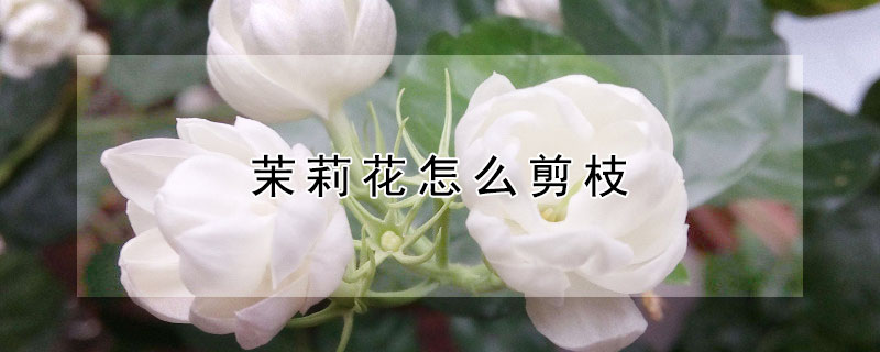 茉莉花怎么剪枝（茉莉花怎么剪枝?）