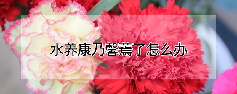 水养康乃馨蔫了怎么办 水养康乃馨不开花是什么原因