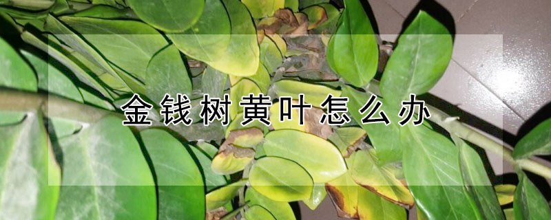 金钱树黄叶怎么办（金钱树黄叶怎么办要咋处理）