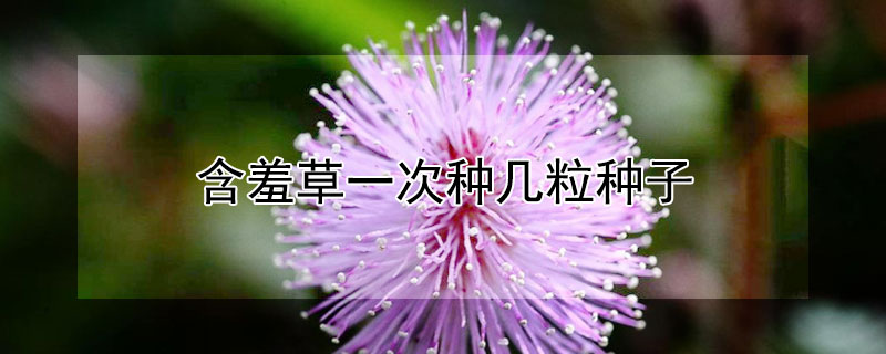 含羞草一次种几粒种子 含羞草种多少粒